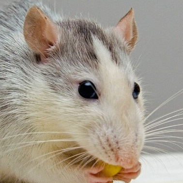 RAT's profile pic